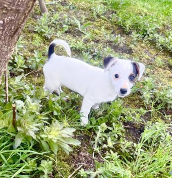 Melodie ein liebes tolles Welpenkind