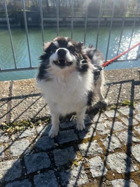 Oreo  kleiner Gentleman sucht Zuhause