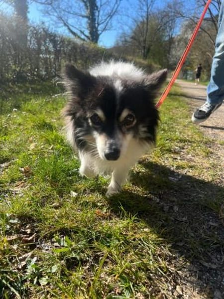 Oreo  kleiner Gentleman sucht Zuhause