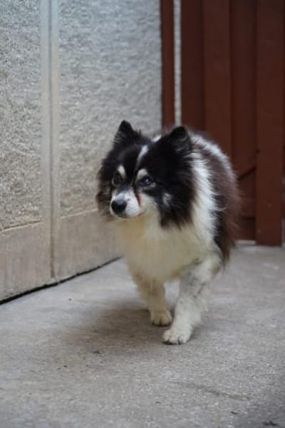 Oreo  kleiner Gentleman sucht Zuhause