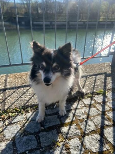 Oreo  kleiner Gentleman sucht Zuhause