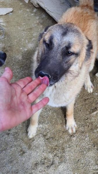 Nevada 56 cm (Pflegestelle)