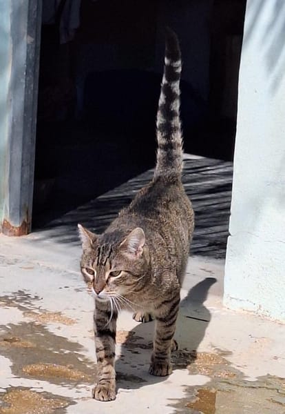 Liebevoller Kater Cádiz