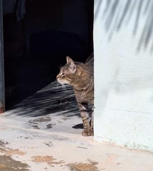 Liebevoller Kater Cádiz