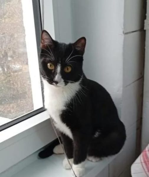 Lipici & Sissi 2 kleine Maskenkatzen