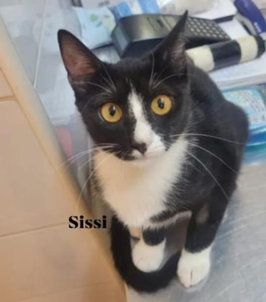 Lipici & Sissi 2 kleine Maskenkatzen