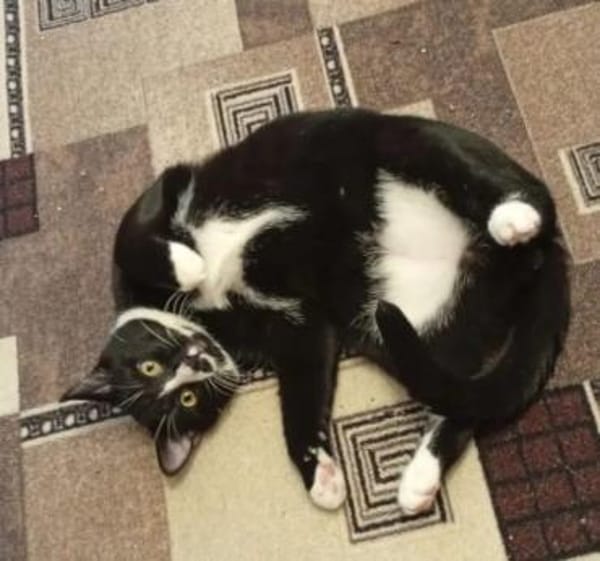 Lipici & Sissi 2 kleine Maskenkatzen