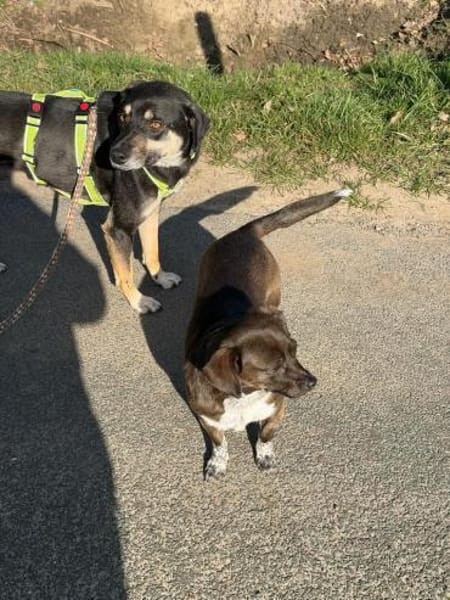 Elke - eine ruhige Hündin