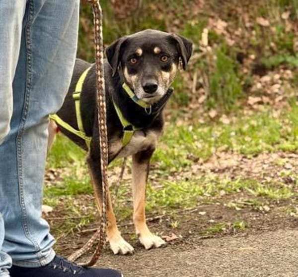 Elke - eine ruhige Hündin