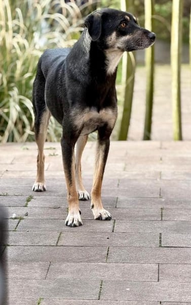 Elke - eine ruhige Hündin