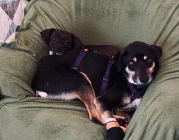 Elke - eine ruhige Hündin