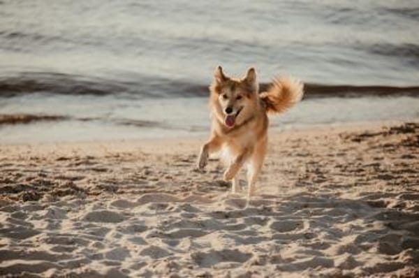 Baily - hoch intelligent und verschmust❤