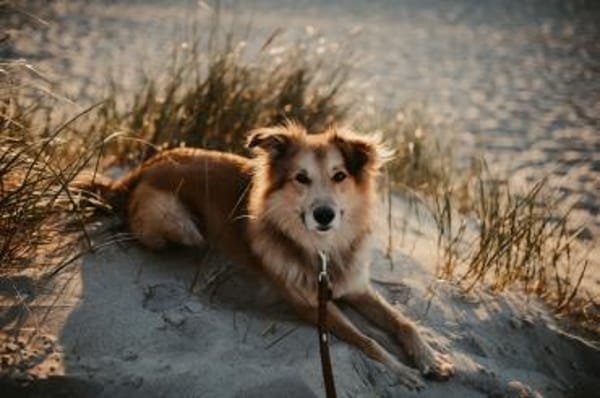 Baily - hoch intelligent und verschmust❤