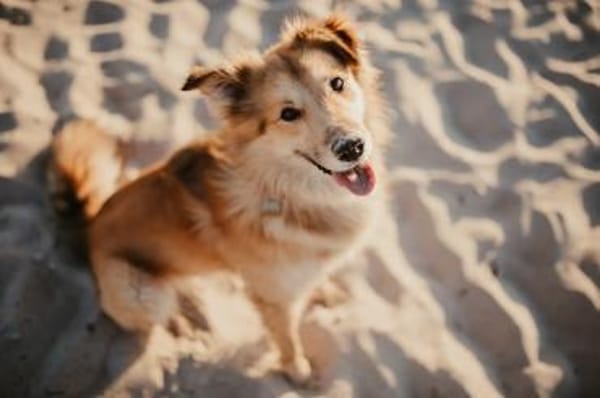 Baily - hoch intelligent und verschmust❤