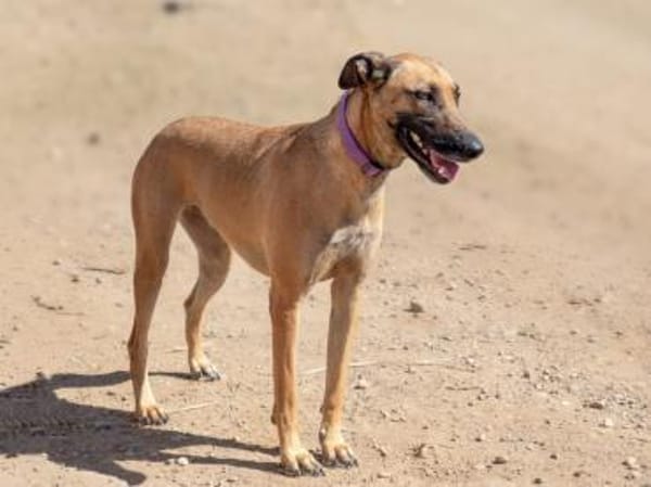 Arabia - völlig ausgehungert gefunden