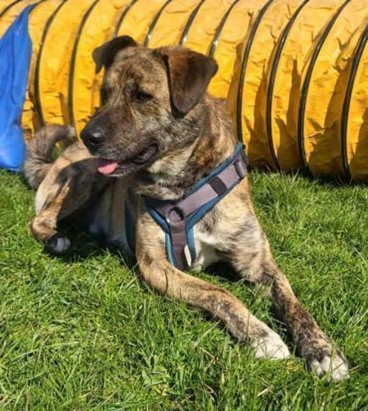 Aktiver Rüde KEKS sucht Führungskraft