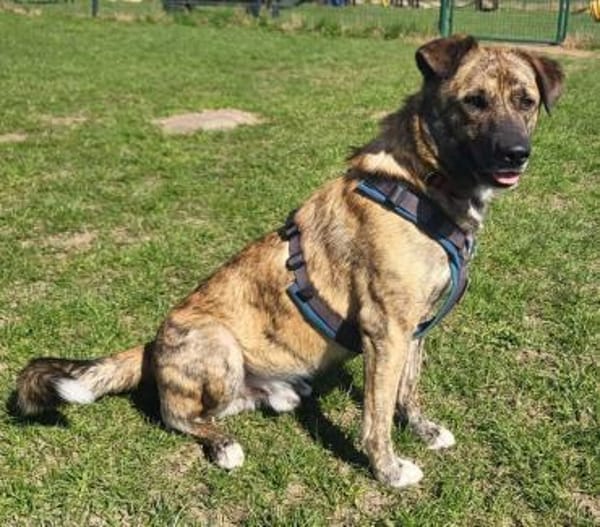 Aktiver Rüde KEKS sucht Führungskraft