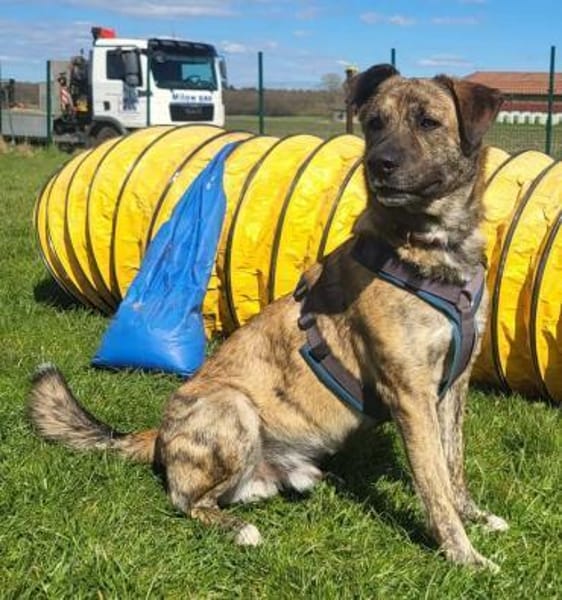 Aktiver Rüde KEKS sucht Führungskraft