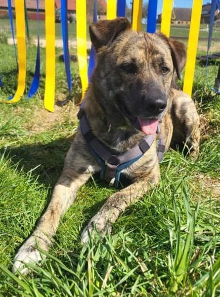 Aktiver Rüde KEKS sucht Führungskraft