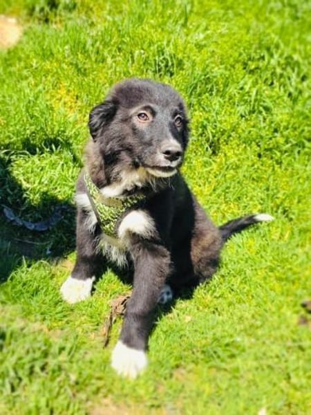 Snickers sucht ein Körbchen