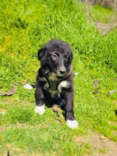 Snickers sucht ein Körbchen