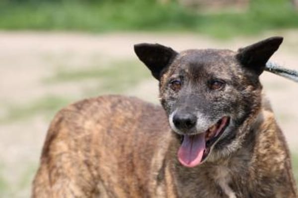 Leon -❤❤❤❤verschmuster, lieber Kerl