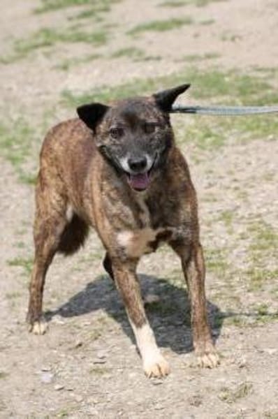 Leon -❤❤❤❤verschmuster, lieber Kerl