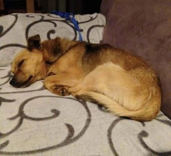 Traumrüde Archie auf PS in 91154