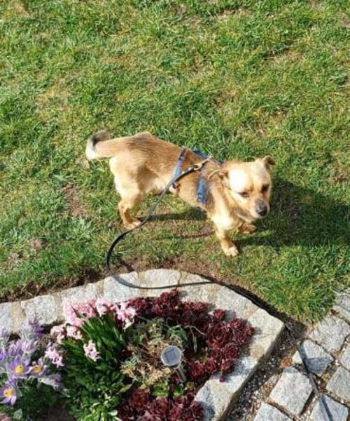 Traumrüde Archie auf PS in 91154