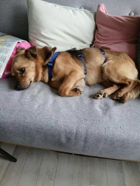 Traumrüde Archie auf PS in 91154