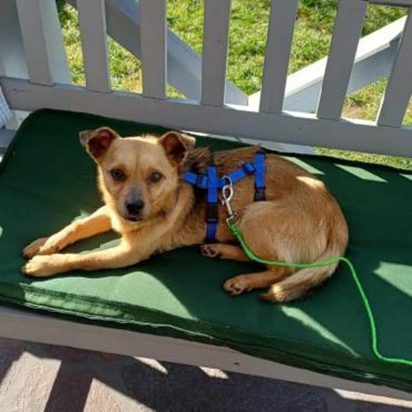 Traumrüde Archie auf PS in 91154