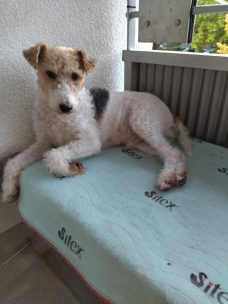 Max sucht liebevolle Menschen