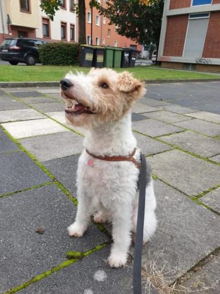 Max sucht liebevolle Menschen