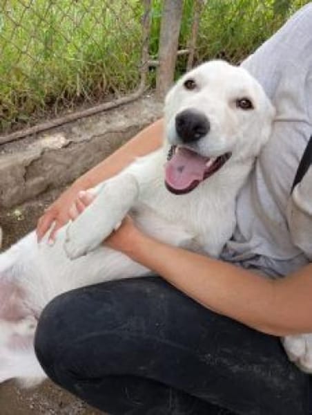 Tortulino 55 cm (Pflegestelle)