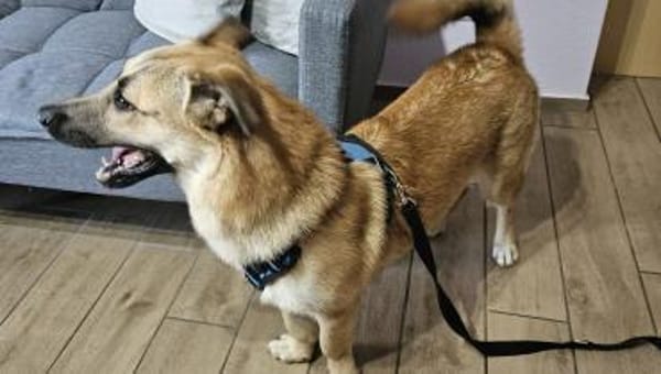 Fritz  Wirbelwind mit großem Herz