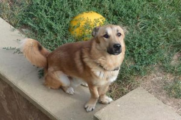 Fritz  Wirbelwind mit großem Herz