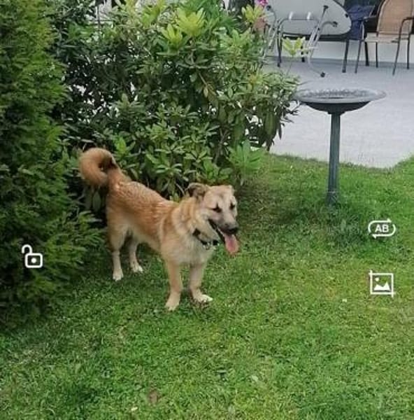 Fritz  Wirbelwind mit großem Herz