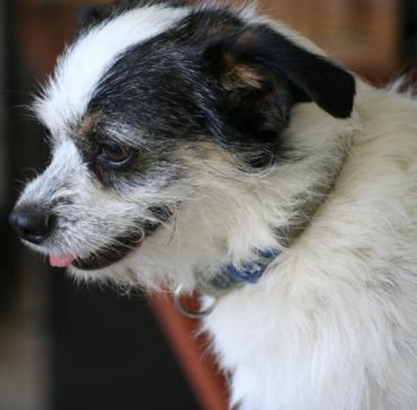 Traumhündin SIMBA 💖 im XS-Format