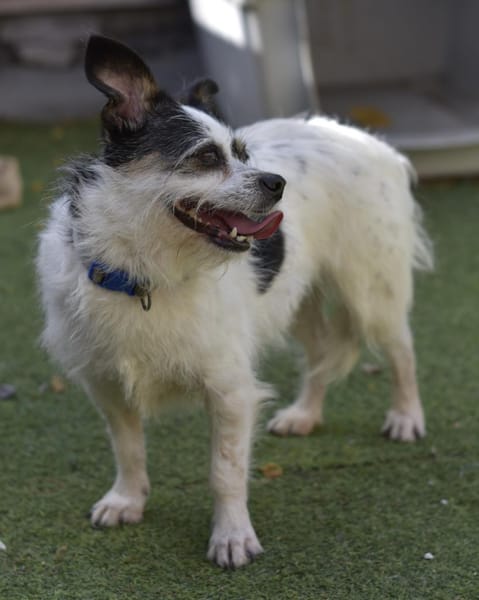 Traumhündin SIMBA 💖 im XS-Format