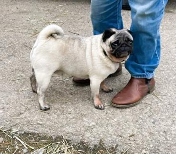 ❤2 Mops suchen Liebhabernur gemeinsam!