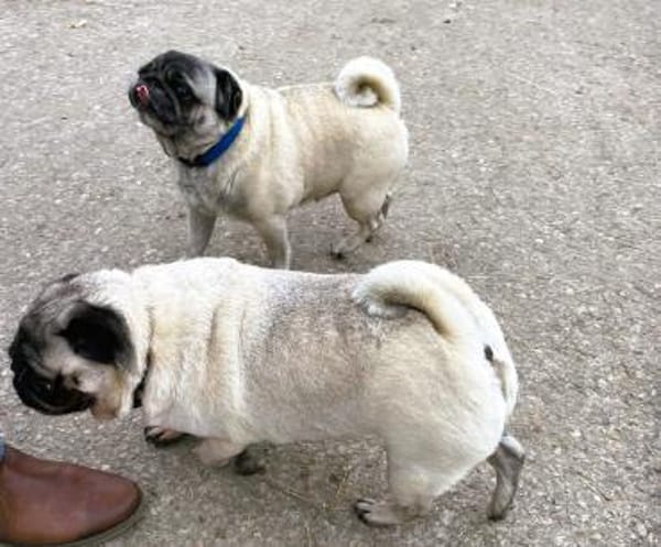 ❤2 Mops suchen Liebhabernur gemeinsam!