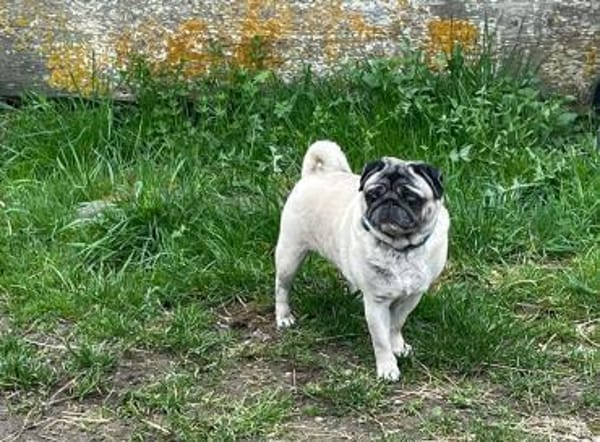 ❤2 Mops suchen Liebhabernur gemeinsam!