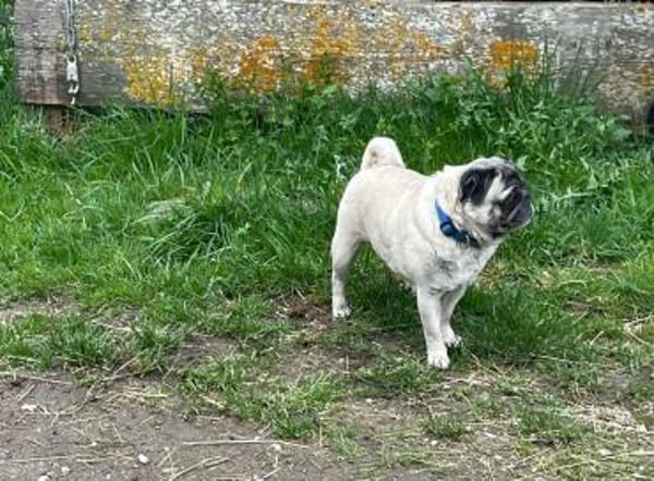 ❤2 Mops suchen Liebhabernur gemeinsam!