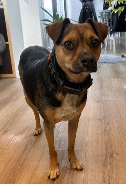 Wunderbare Begleithündin 💝 CANELA