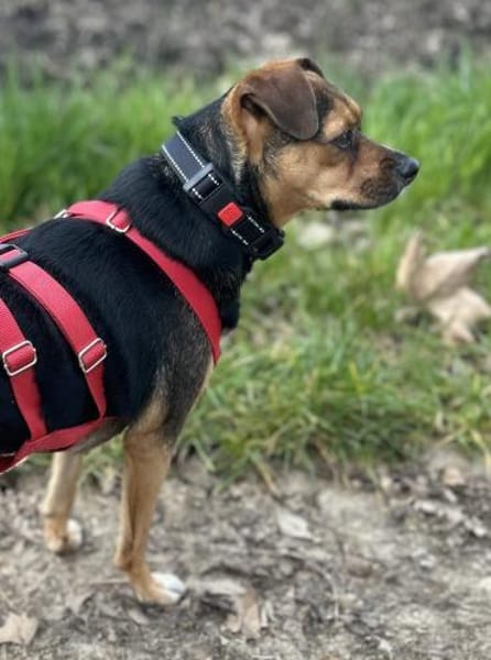 Wunderbare Begleithündin 💝 CANELA