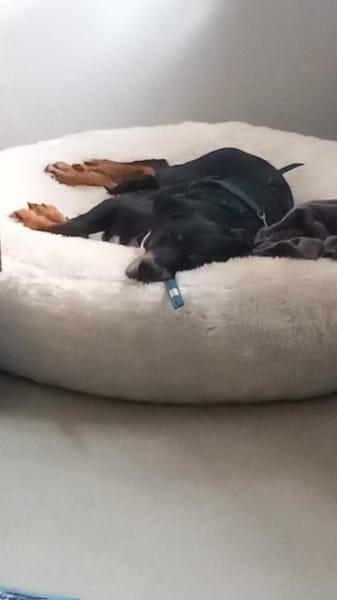 RICCO mit Herz und Charakter