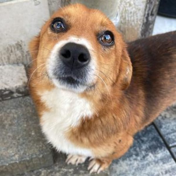 Toni💕kleiner Herzenshund