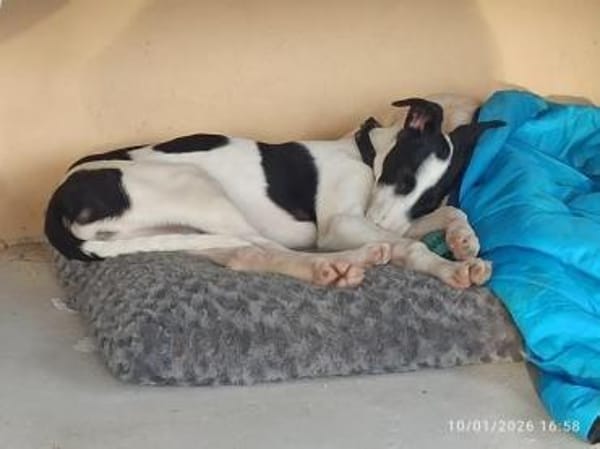 Pitufo aus Oranienburg