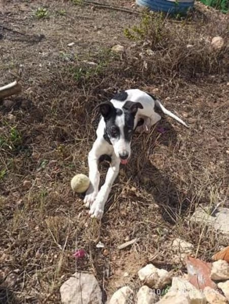 Pitufo aus Oranienburg