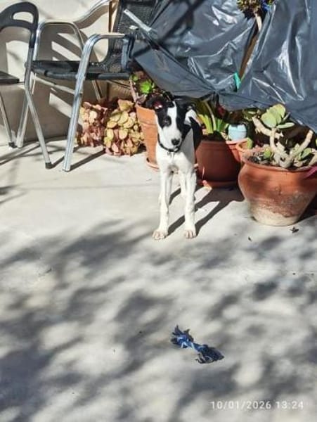 Pitufo aus Oranienburg